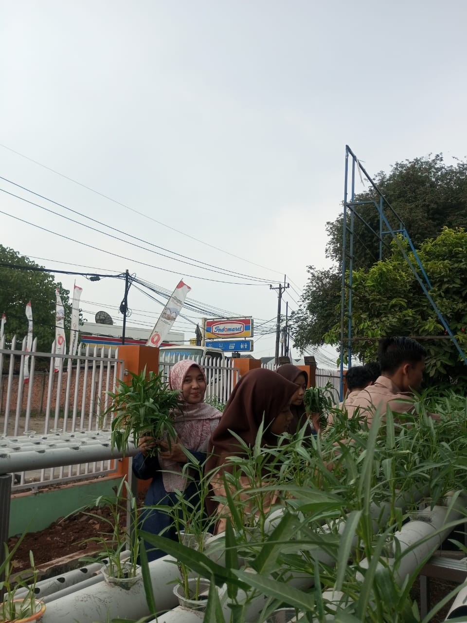 Panen Perdana Kangkung di halaman sekolah